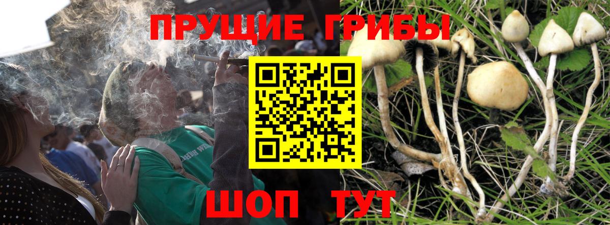 Псилоцибиновые грибы Psilocybine cubensis Миллерово